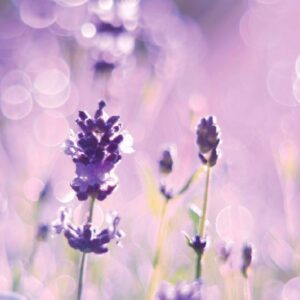 LAVANDA 10ml ACEITE ESENCIAL - Image 3